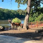 Apel ciudat de la o gradina zoologica donati animale de companie predatoare