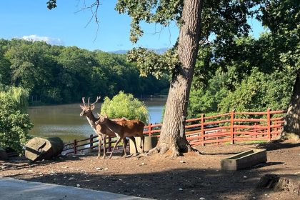 Apel ciudat de la o gradina zoologica donati animale de companie predatoare