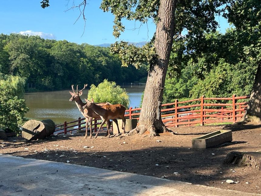 Apel ciudat de la o gradina zoologica donati animale de companie predatoare