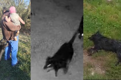 Atac sangeros la Porumbacu de Jos Catelusa ucisa