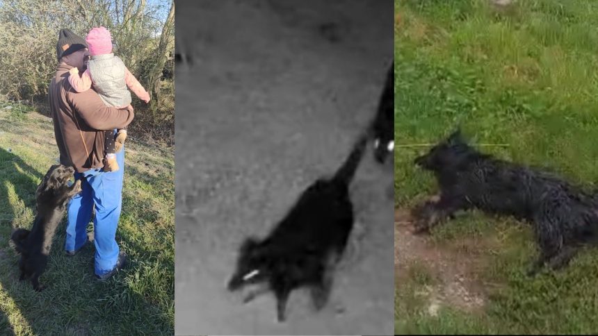 Atac sangeros la Porumbacu de Jos Catelusa ucisa