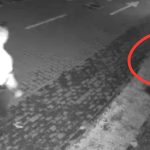 Cazul cainelui fugarit cu bata Politia a identificat agresorul