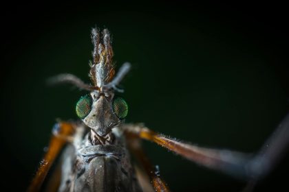 Dezinsectie de tantari in Sibiu 18 23 august