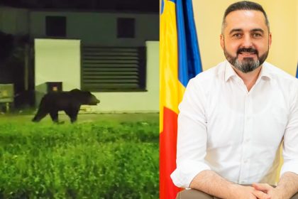 Goana dupa ursul vazut in Agnita Primar Suntem coplesiti