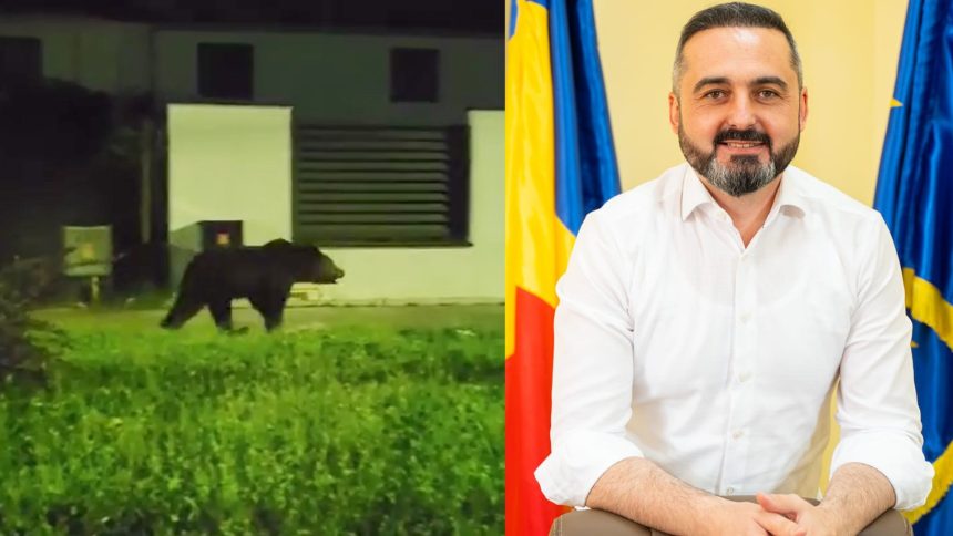 Goana dupa ursul vazut in Agnita Primar Suntem coplesiti