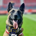 La datorie pentru siguranta ta Sox cainele de serviciu