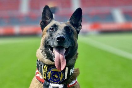 La datorie pentru siguranta ta Sox cainele de serviciu