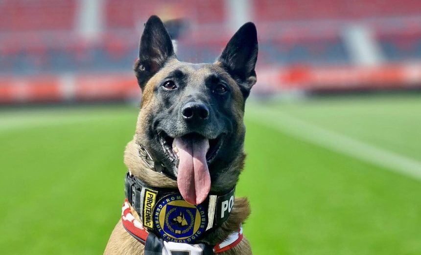La datorie pentru siguranta ta Sox cainele de serviciu
