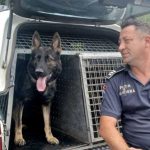 Nala Thor si colegii Cainii de serviciu din Sibiu