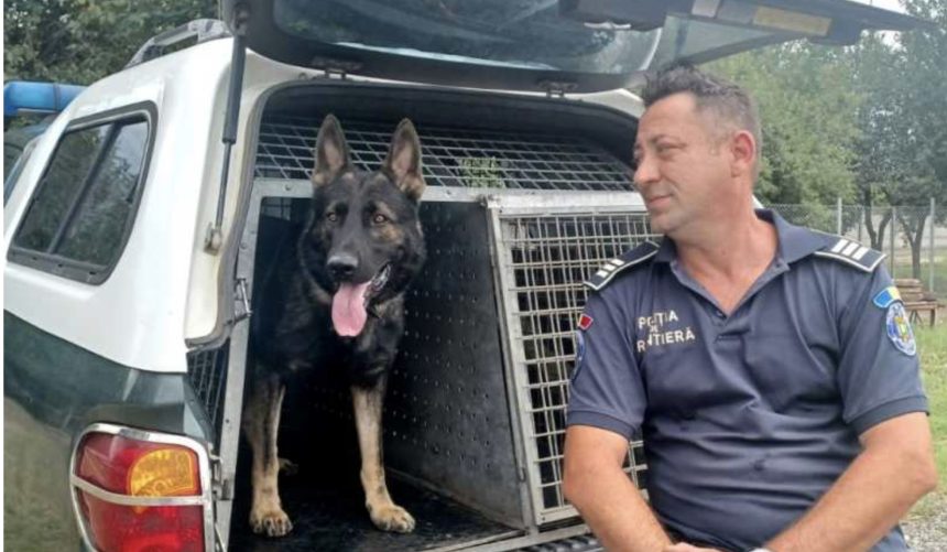 Nala Thor si colegii Cainii de serviciu din Sibiu