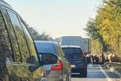 Operatiune pe A1 Politistii salvez iezile pe autostrada