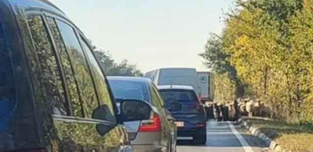 Operatiune pe A1 Politistii salvez iezile pe autostrada