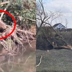 Pagubele cauzate de castori pe Cibin vor fi remediate