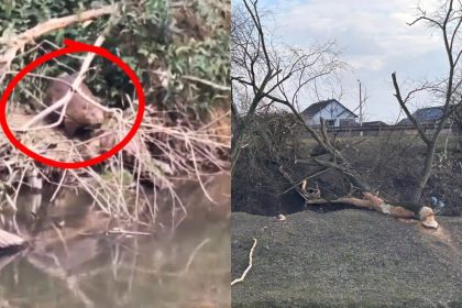 Pagubele cauzate de castori pe Cibin vor fi remediate