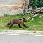 RO Alert pe Valea Avrigului Urs observat in zona
