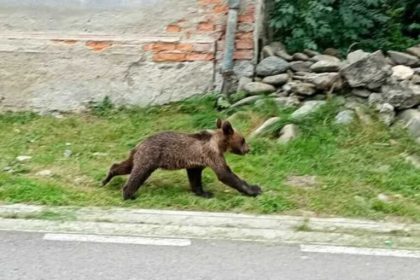 RO Alert pe Valea Avrigului Urs observat in zona