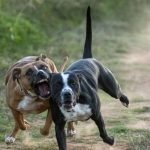 Sibiu sub amenintarea cainilor foarte agresivi