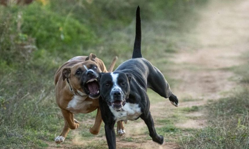 Sibiu sub amenintarea cainilor foarte agresivi