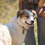 Taxele pentru adoptia la distanta a cainilor din Sibiu cresc