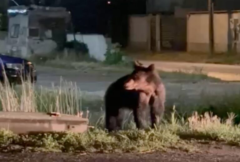 Urs observat pe strazi intr o localitate din nordul Sibiu