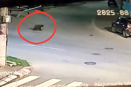 Ursii au inlocuit cainii pe strazile din Avrig