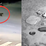 Ursii tot mai prezenti in Avrig Primar spune ca oamenii s au obisnuit