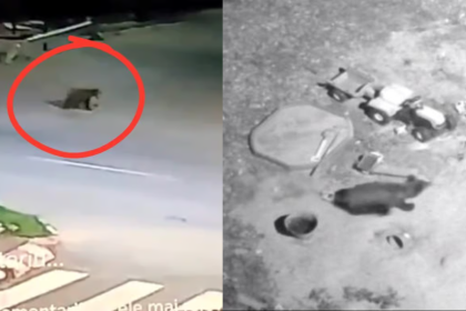 Ursii tot mai prezenti in Avrig Primar spune ca oamenii s au obisnuit