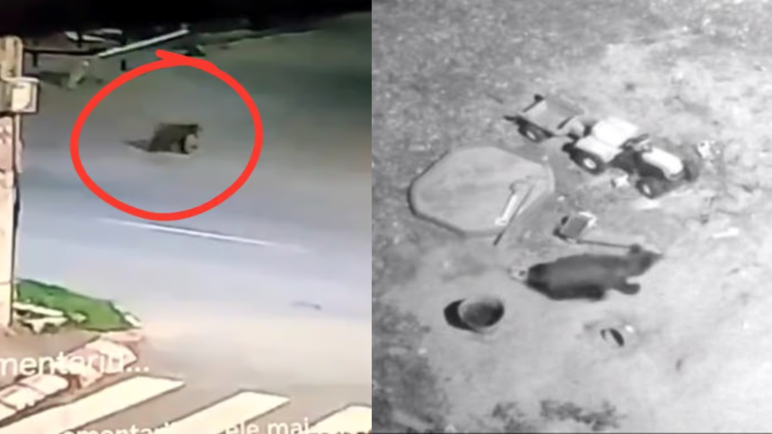 Ursii tot mai prezenti in Avrig Primar spune ca oamenii s au obisnuit