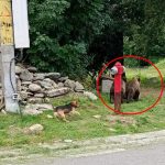 Ursiiprovoaceteamaa in Arpasu de Sus Primarul Sunt prea multi