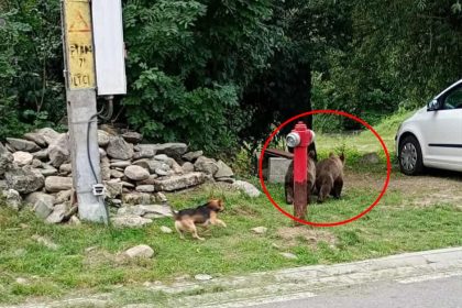 Ursiiprovoaceteamaa in Arpasu de Sus Primarul Sunt prea multi