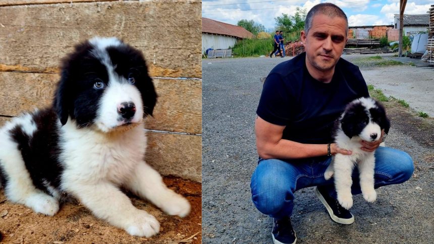 Val de aprecieri pentru deputatul Bogdan Trif