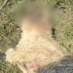 paguba uriasapentru un crescator lupi omorati cinci oi