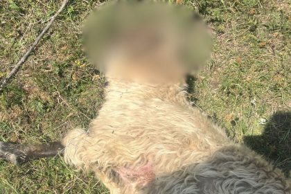 paguba uriasapentru un crescator lupi omorati cinci oi