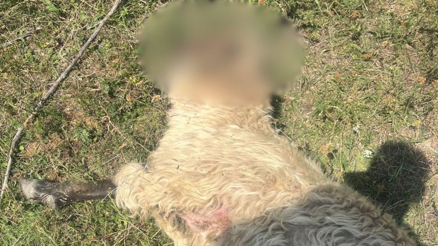 paguba uriasapentru un crescator lupi omorati cinci oi