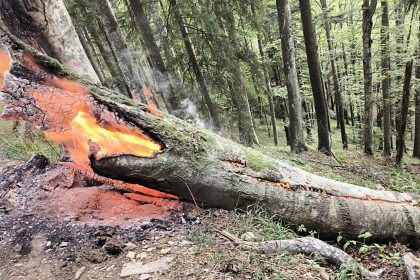 Alerte in padura incendiu pe Valea Avrigului