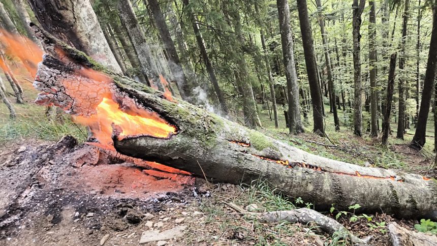 Alerte in padura incendiu pe Valea Avrigului
