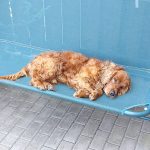 Cautari cu sufletul la gura Max cocker spaniel pierdut