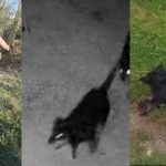 Caz inchis la Porumbacu de Jos proprietar amendat