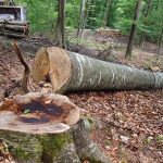 Codul Silvic modificat Guvernul a aprobat reorganizarea Romsilva