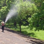 Dezinsectie in Selimbar Evitati zonele tratate