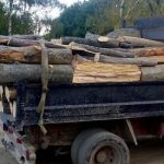 Dimineata cu ghinion la Rusciori lemne fara acte in camion