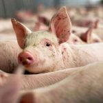 Focar de pesta porcina africana langa Sibiu targuri inchise