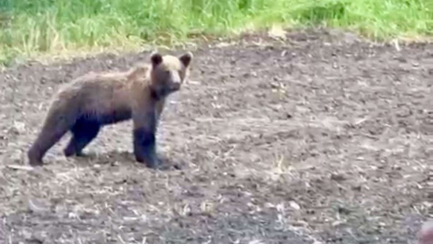 Ministerul Mediului propune masuri impotriva ursilor Primar Avrig Povesti de cheltuit bani