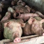 Pesta porcina la Sura Mare 10 porci sacrificati targuri interzise