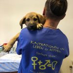 Sterilizare si microcipare gratuita pentru animale Medias