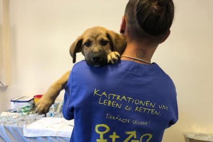 Sterilizare si microcipare gratuita pentru animale Medias