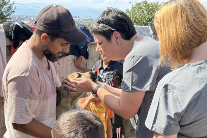 Sterilizari si vaccinari gratuite la Sibiu pentru Gusterita si Turnisor