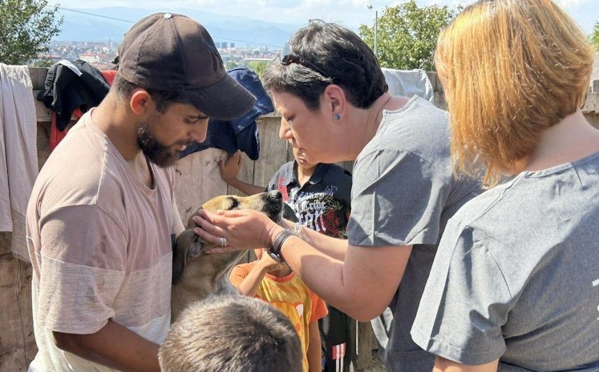 Sterilizari si vaccinari gratuite la Sibiu pentru Gusterita si Turnisor