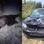 Urs zdrobit pe DN1 la Porumbacu de Jos