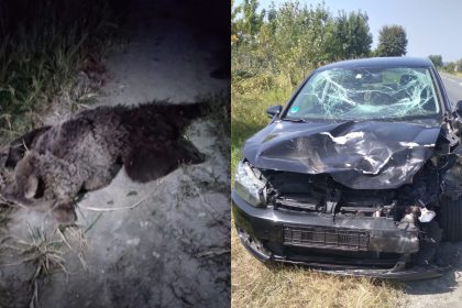 Urs zdrobit pe DN1 la Porumbacu de Jos